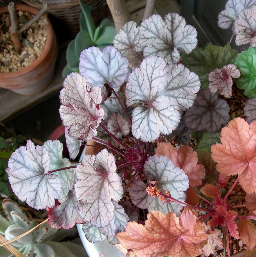 Heuchera × villosa 'Carnival Rose Granita' ~ Carnival Rose Granita Heuchera