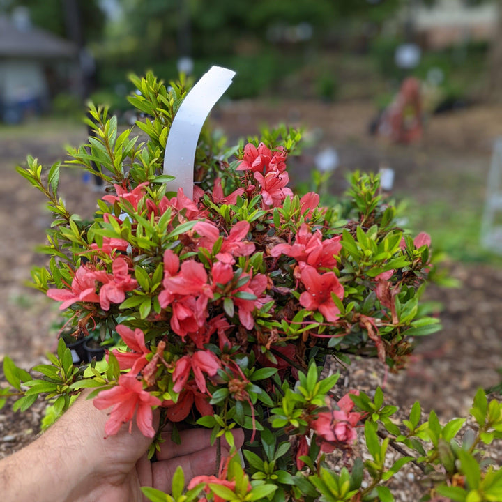 Rhododendron 'Flame Creeper' ~ 'Flame Creeper' Azalea