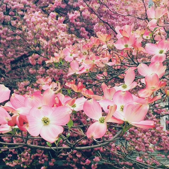 Cornus kousa x 'Rutgan' ~ Cornejo rosa estelar