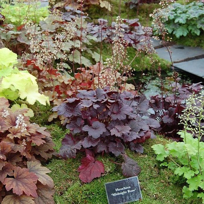 Heuchera x 'Midnight Rose' ~ Midnight Rose Coral Bells