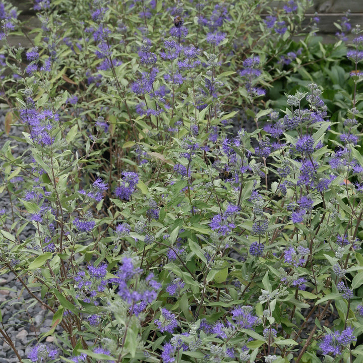 Caryopteris × clandonensis 'Caballero Oscuro' ~ Caballero Oscuro Barba Azul