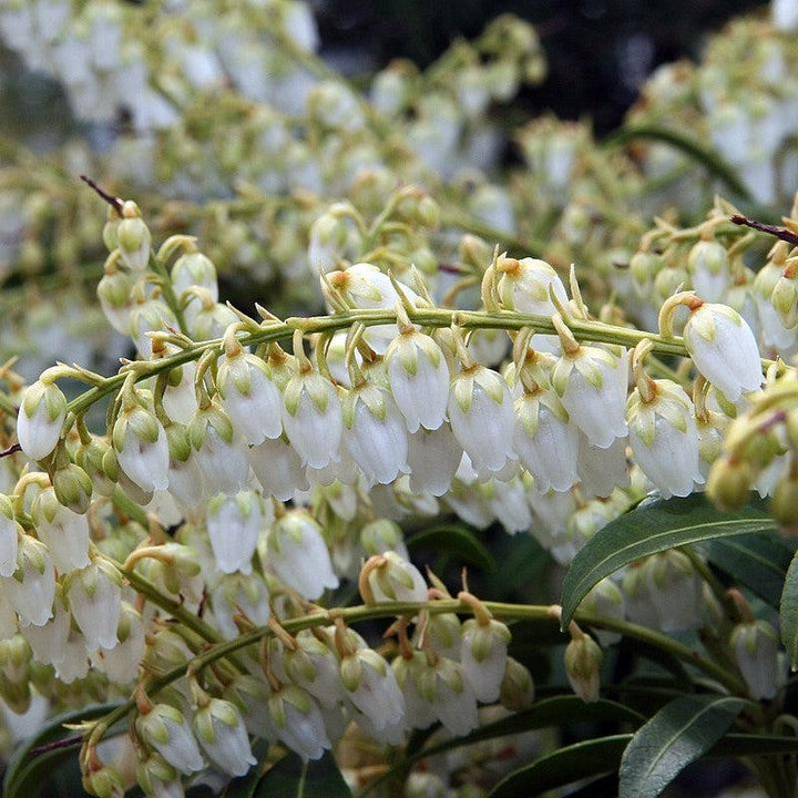Pieris japonica 'Purity' ~ Purity Andromeda