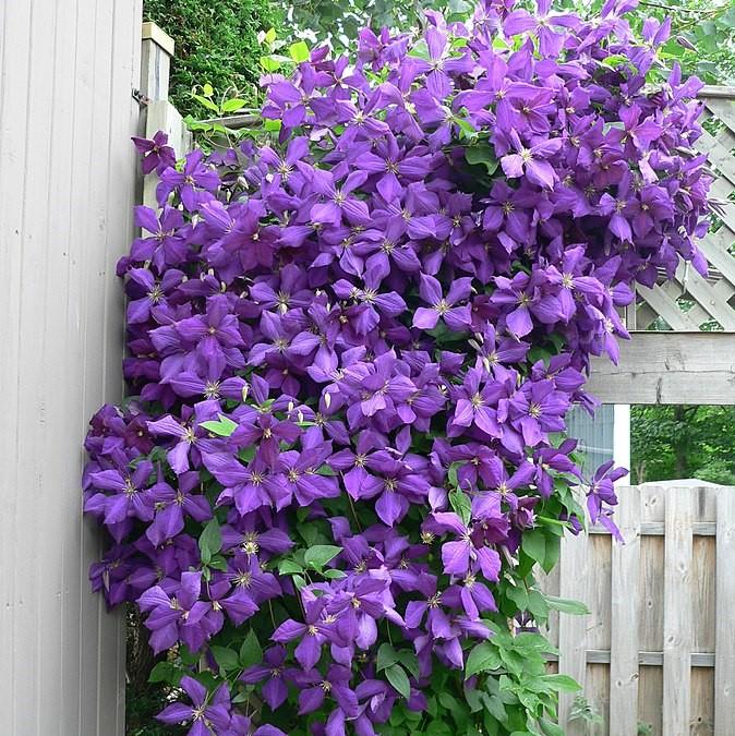 Clematis 'Jackmanii' ~ Jackmanii Clematis, Jackman's Clematis
