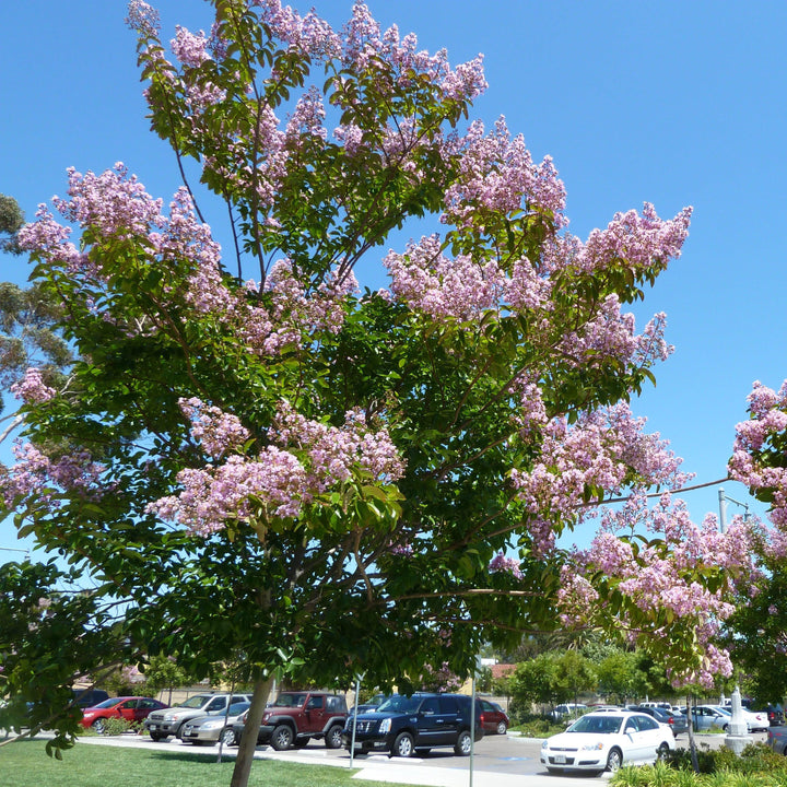 Lagerstroemia indica x fauriei 'Lipan' ~ Lipan Crape Myrtle