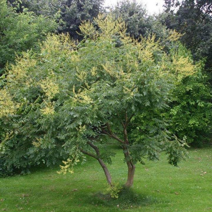 Koelreuteria paniculata ~ Golden Rain Tree