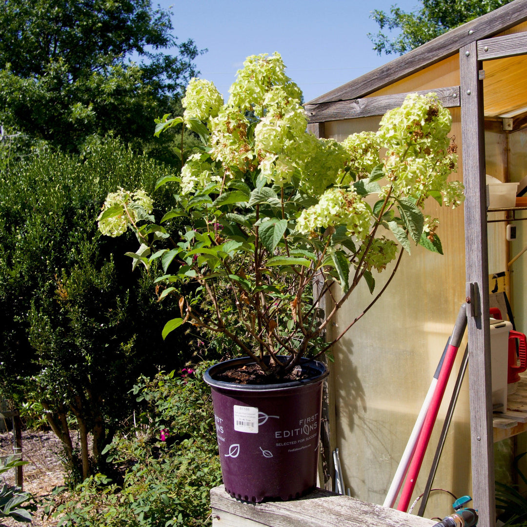 Hydrangea paniculata 'Renba' PP28,509 ~ First Editions® Berry White® Hydrangea