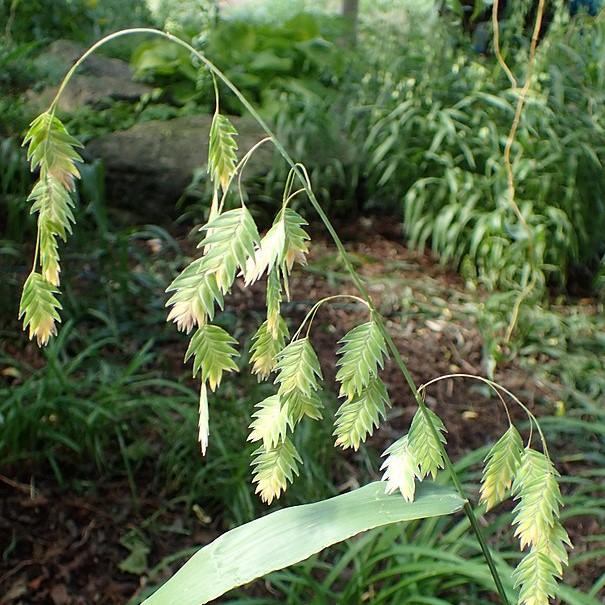 Chasmanthium latifolium ~ River Oats, Inland Sea Oats