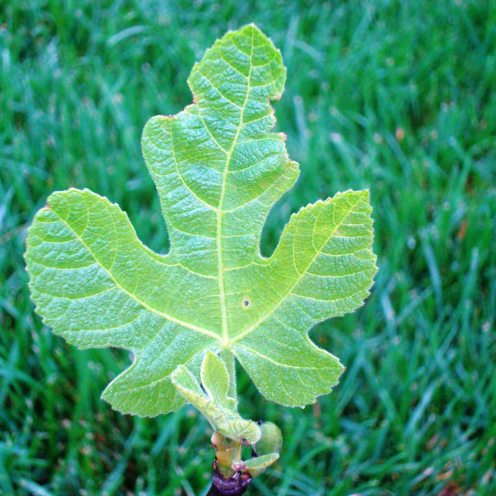 Ficus carica 'Celeste' ~ Celeste Fig