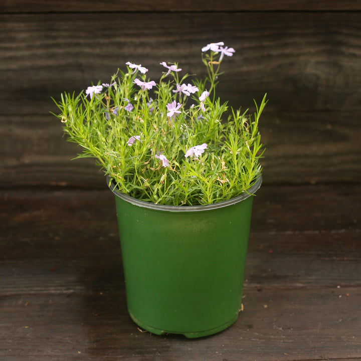 Phlox subulata 'Emerald Blue' ~ Emerald Blue Creeping Phlox