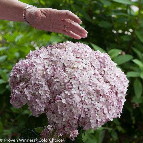 Hydrangea arborescens 'NCHA4'  ~ Incrediball® Blush Smooth Hydrangea