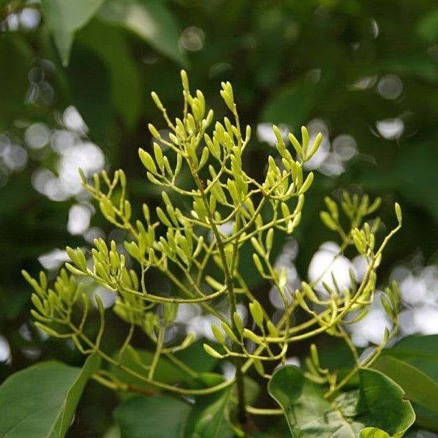 Syringa reticulata 'Ivory Silk' ~ Ivory Silk Japanese Tree Lilac