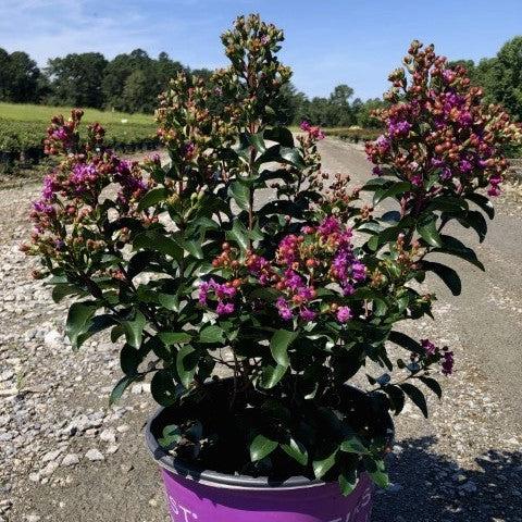 Lagerstroemia 'Purple Magic' PP23,906 ~ First Editions® Purple Magic Crape Myrtle