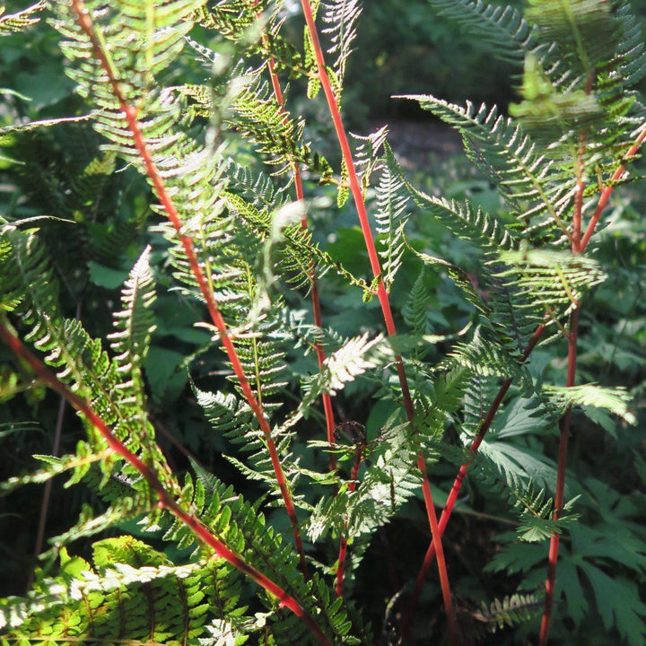 Athyrium filix-femina var. angustum 'Lady in Red' ~ Lady in Red Fern, Northern Lady Fern