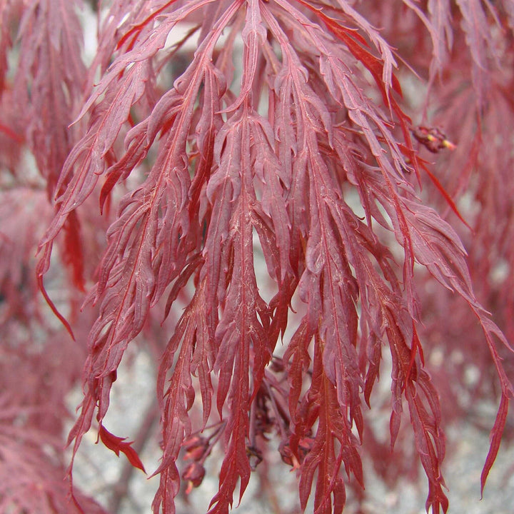 Acer palmatum var. dissectum 'Tamukeyama' ~ Tamukeyama Japanese Maple