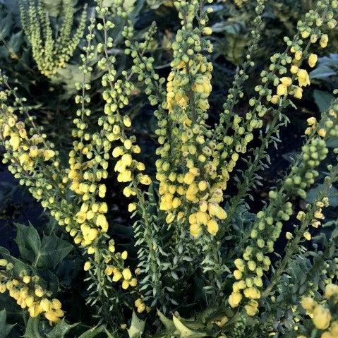 Mahonia x media ‘Winter Sun’ ~ Winter Sun Mahonia