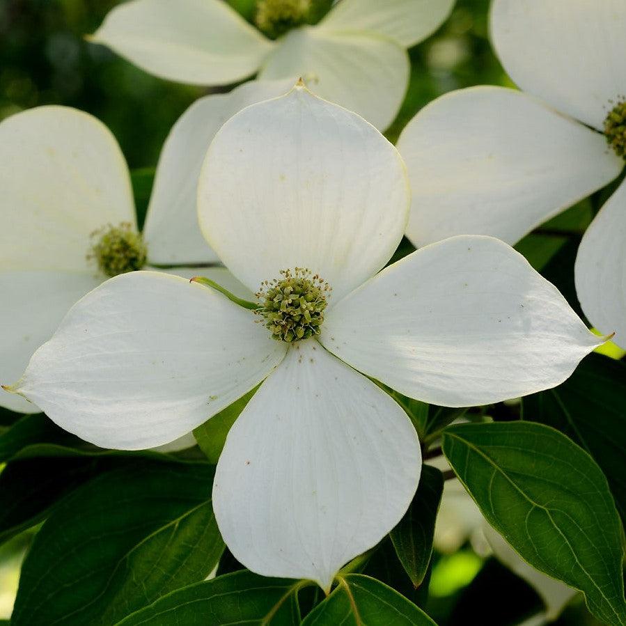 Cornus kousa ~ Kousa Dogwood