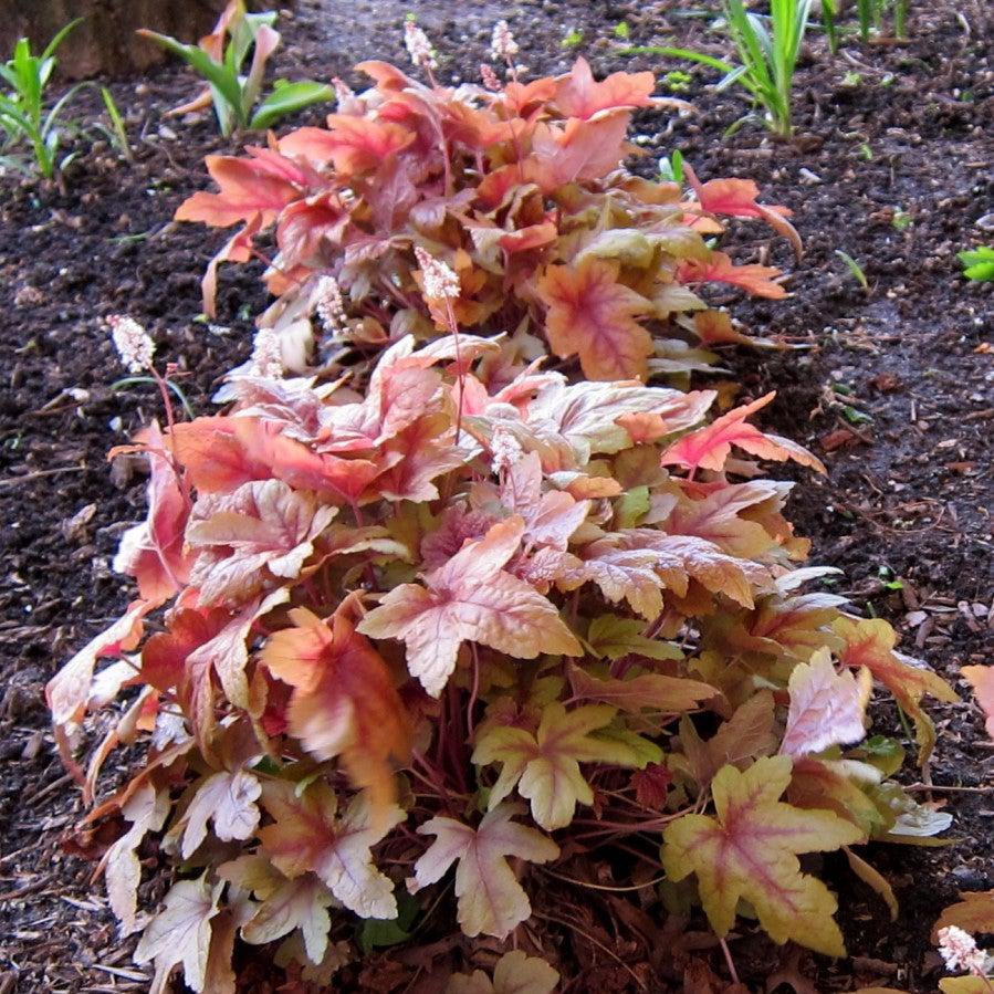 Heucherella 'Sweet Tea' ~ Sweet Tea Foamy Bells