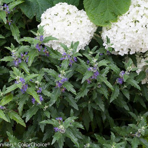 Caryopteris x clandonensis 'CT-9-12' ~ Más allá de la medianoche® Barba Azul