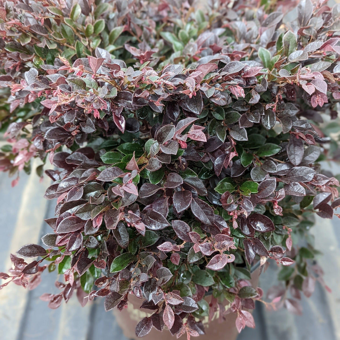 Loropetalum chinense 'Purple Daydream' ~ Flor de flecos de ensueño morado