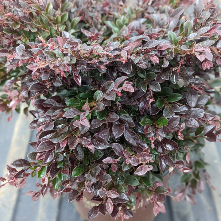 Loropetalum chinense 'Purple Daydream' ~ Purple Daydream Fringe Flower