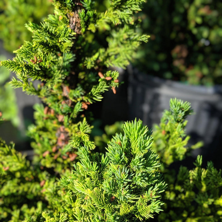 Cryptomeria japonica 'Black Dragon' ~ Black Dragon Japanese Cedar