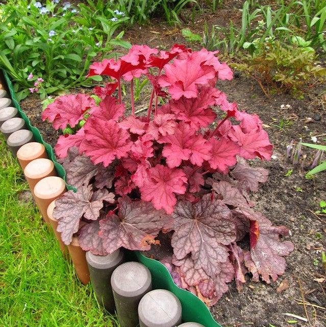 Heuchera 'Carnival Watermelon' ~ Carnival™ Watermelon Coral Bells