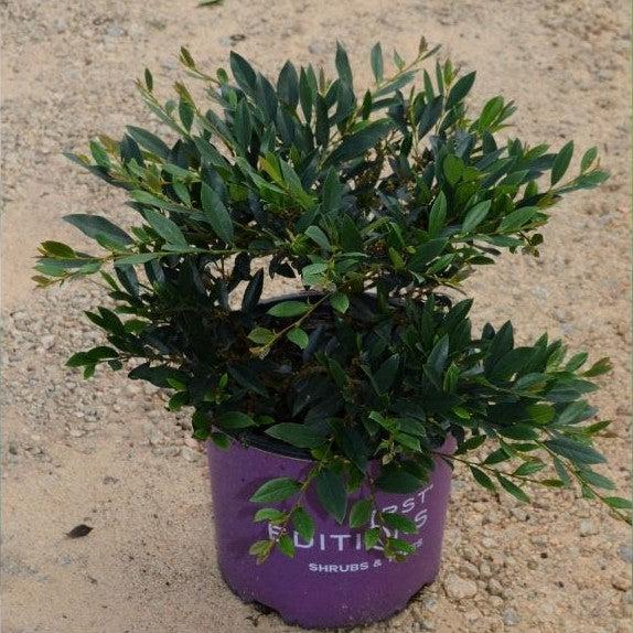 Distylium 'Vintage Jade' PP23,128 ~ Primeras ediciones® Vintage Jade Distylium