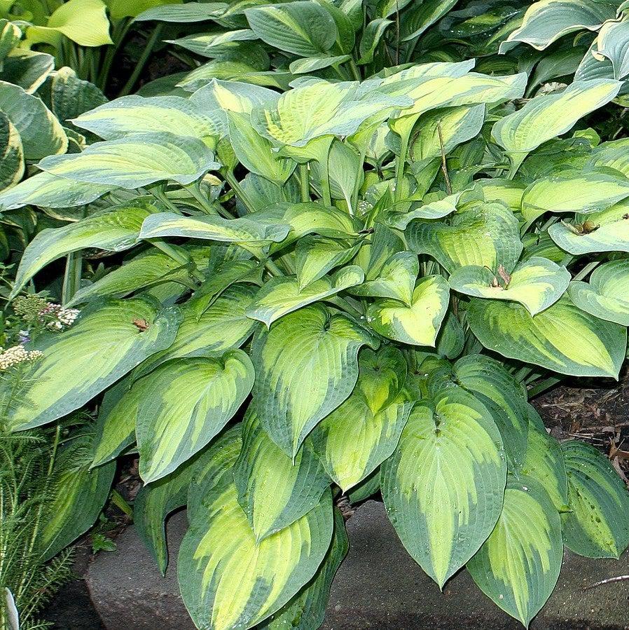 Hosta x 'Paul's Glory' ~ Paul's Glory Hosta