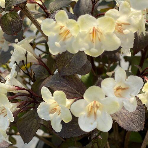 Weigela florida 'SMNWFGC' ~ Wine & Spirits® Weigela