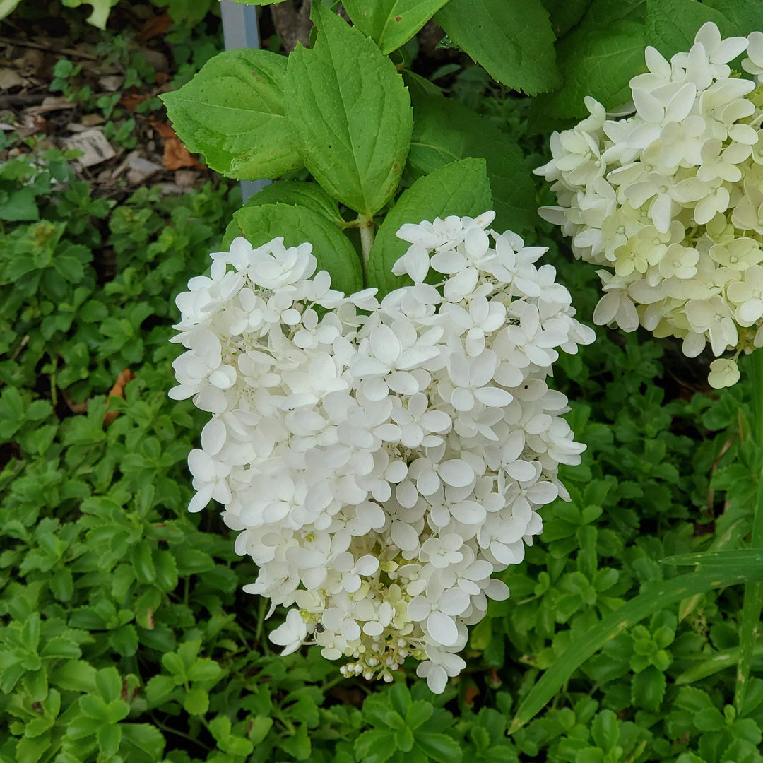 Hydrangea paniculata 'Grandiflora' ~ Pee Gee Hydrangea