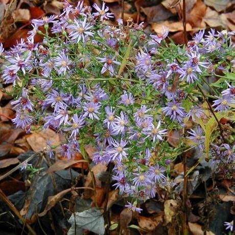 Aster cordifolius ~ Blue Wood Aster