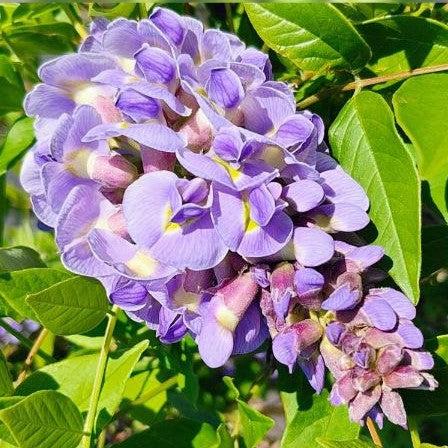 Wisteria frutescens 'Amethyst Falls' ~ Amethyst Falls Wisteria