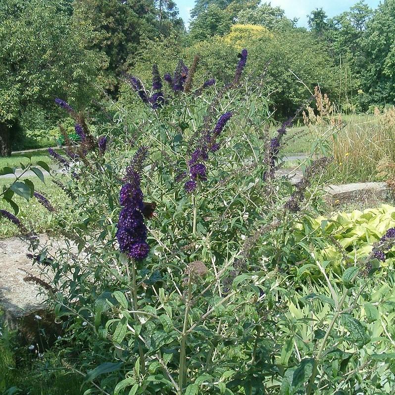 Buddleia 'Black Knight' ~ Black Knight Butterfly Bush