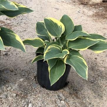 Hosta 'First Frost' ~ First Frost Hosta