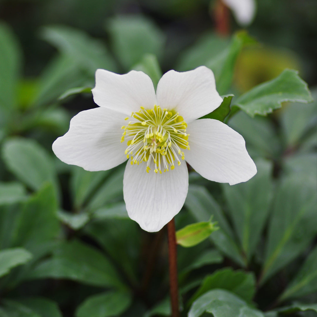 Helleborus niger 'HGC Jacob' PP17,799 ~ HGC® Jacob Christmas Rose