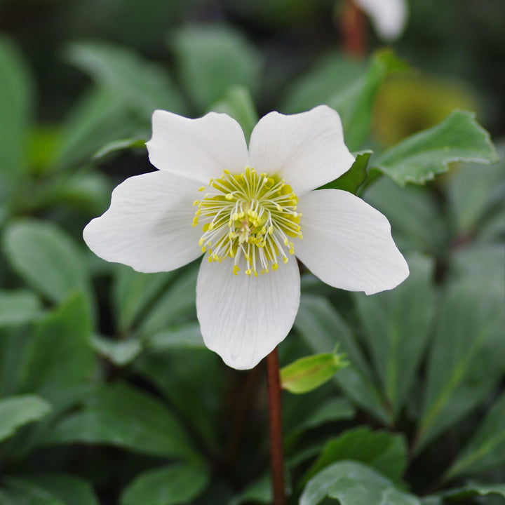 Helleborus niger 'HGC Jacob' PP17,799 ~ HGC® Jacob Christmas Rose