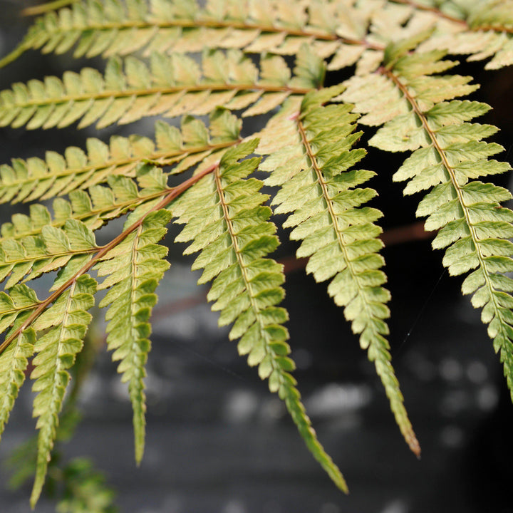 Athyrium otophorum ~ Limelight Lady Fern