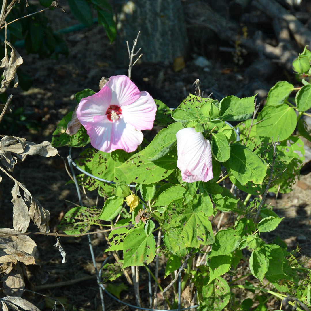 Hibiscus moscheutos 'Luna Pink Swirl' ~ Luna™  Pink Swirl Hibiscus