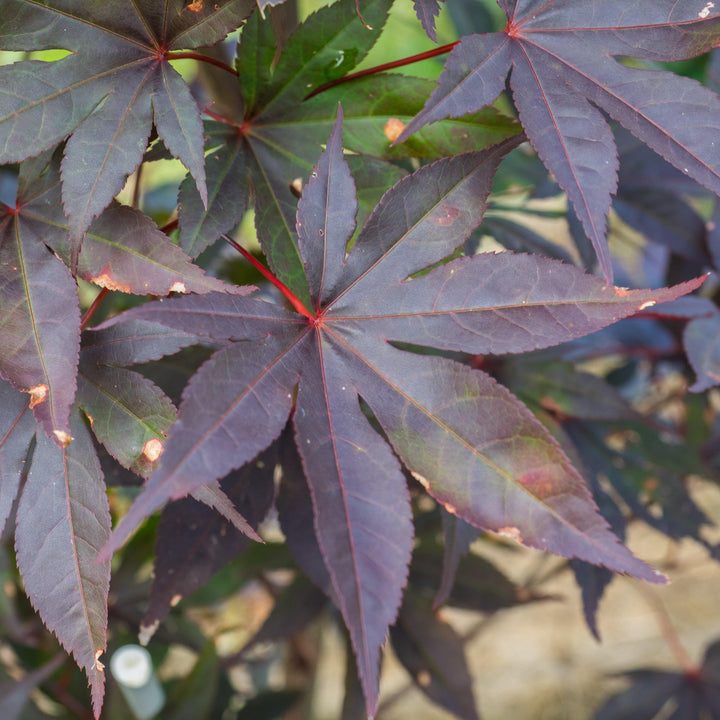 Acer palmatum 'Wolff' ~ Emperor I® Japanese Maple