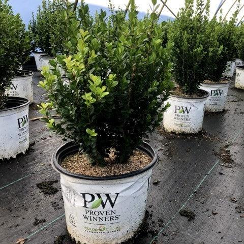 Buxus microphylla 'Bulthouse' ~ Sprinter® Boxwood