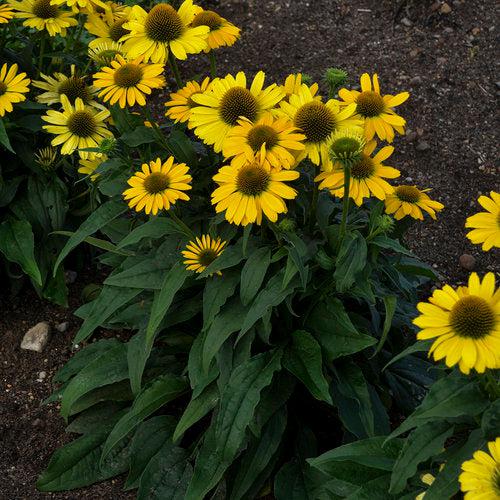 Echinacea 'Yellow My Darling' ~ Color Coded® Yellow My Darling Echinacea