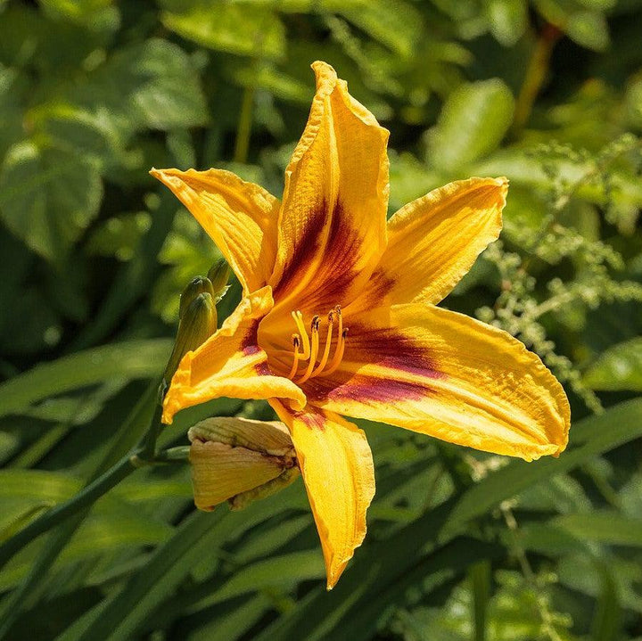 Hemerocallis 'Bonanza' ~ Bonanza Daylily