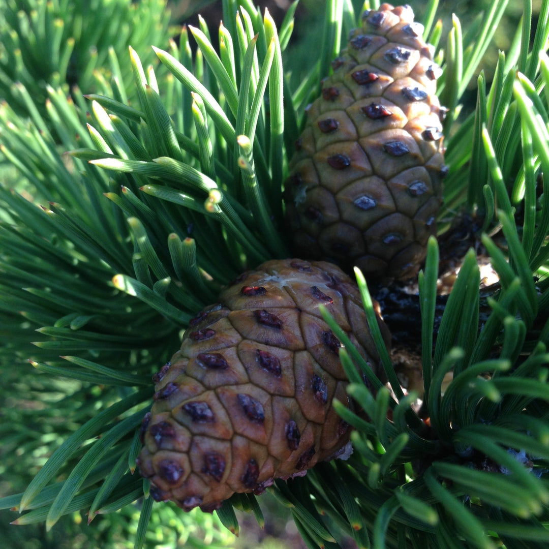 Pinus nigra 'Oregon Green' ~ Oregon Green Black Pine