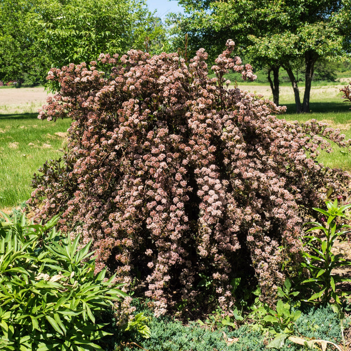 Physocarpus opulifolius 'Donna May' ~ Little Devil™ Ninebark