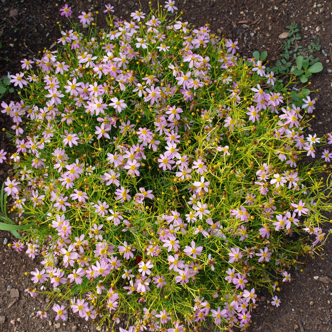 Coreopsis rosea 'American Dream' ~ American Dream Tickseed, Coreopsis