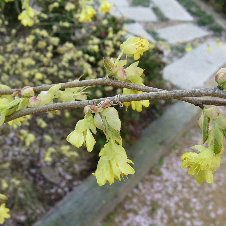 Corylopsis pauciflora ~ Winter Hazel