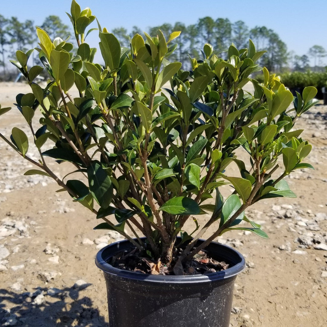 Rododendro 'Hardy Gardenia ~ 'Hardy Gardenia' Azalea