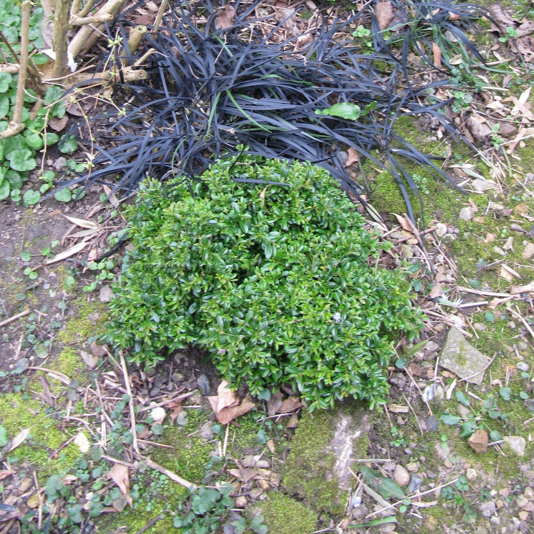 Buxus microphylla 'Grace Hendrick Phillips' ~ Grace Hendrick Phillips Boxwood