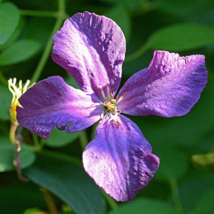 Clematis viticella 'Polish Spirit' ~ Polish Spirit Clematis