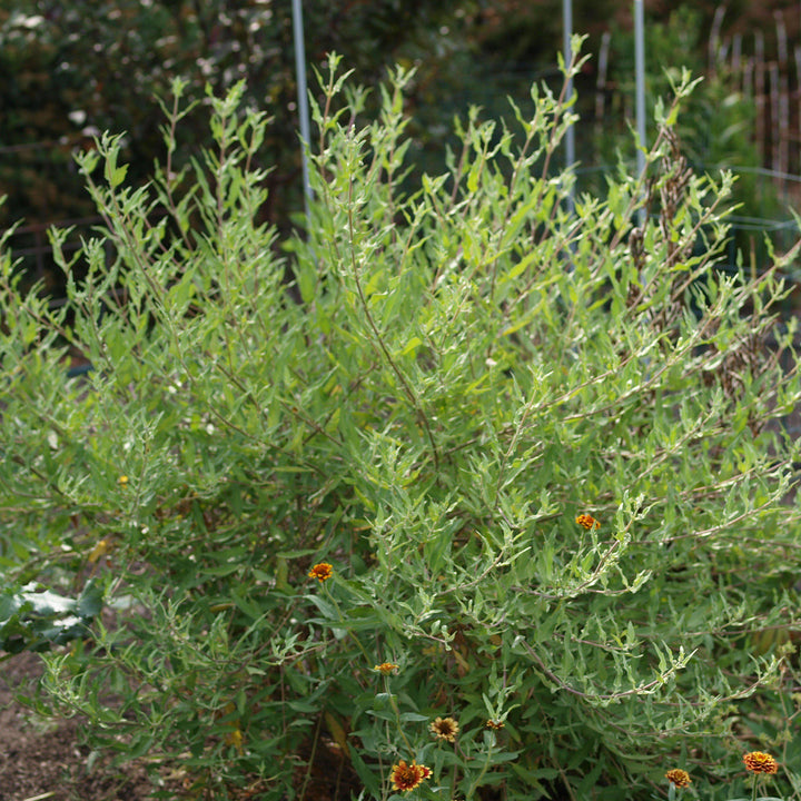 Caryopteris x clandonensis 'Primera elección' ~ Barba Azul de primera elección